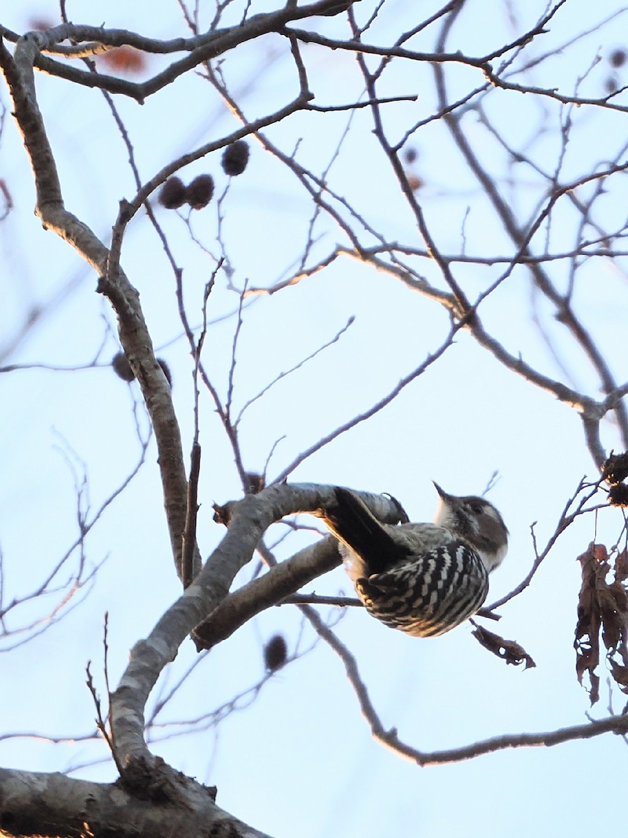 knøttspett - ML646386175