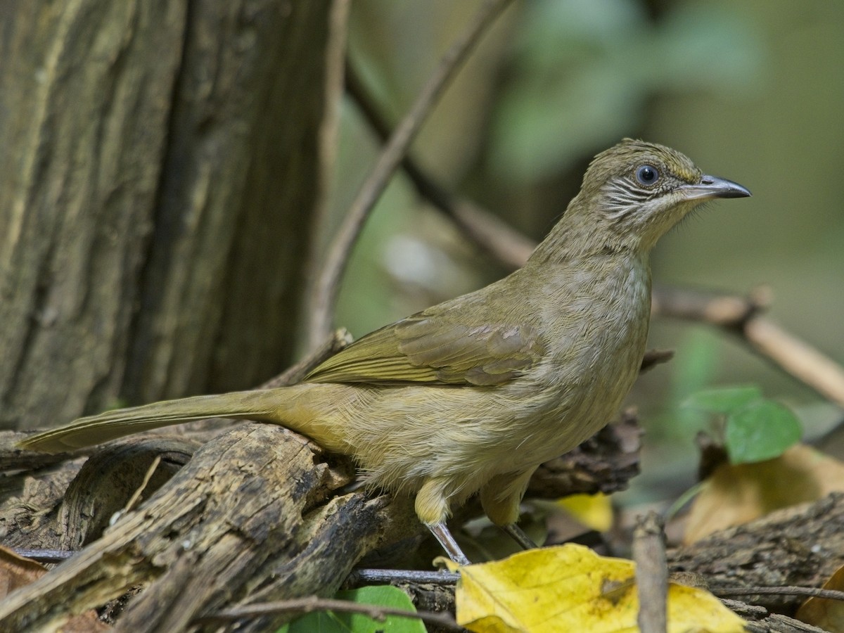 Streak-eared Bulbul - ML646386176