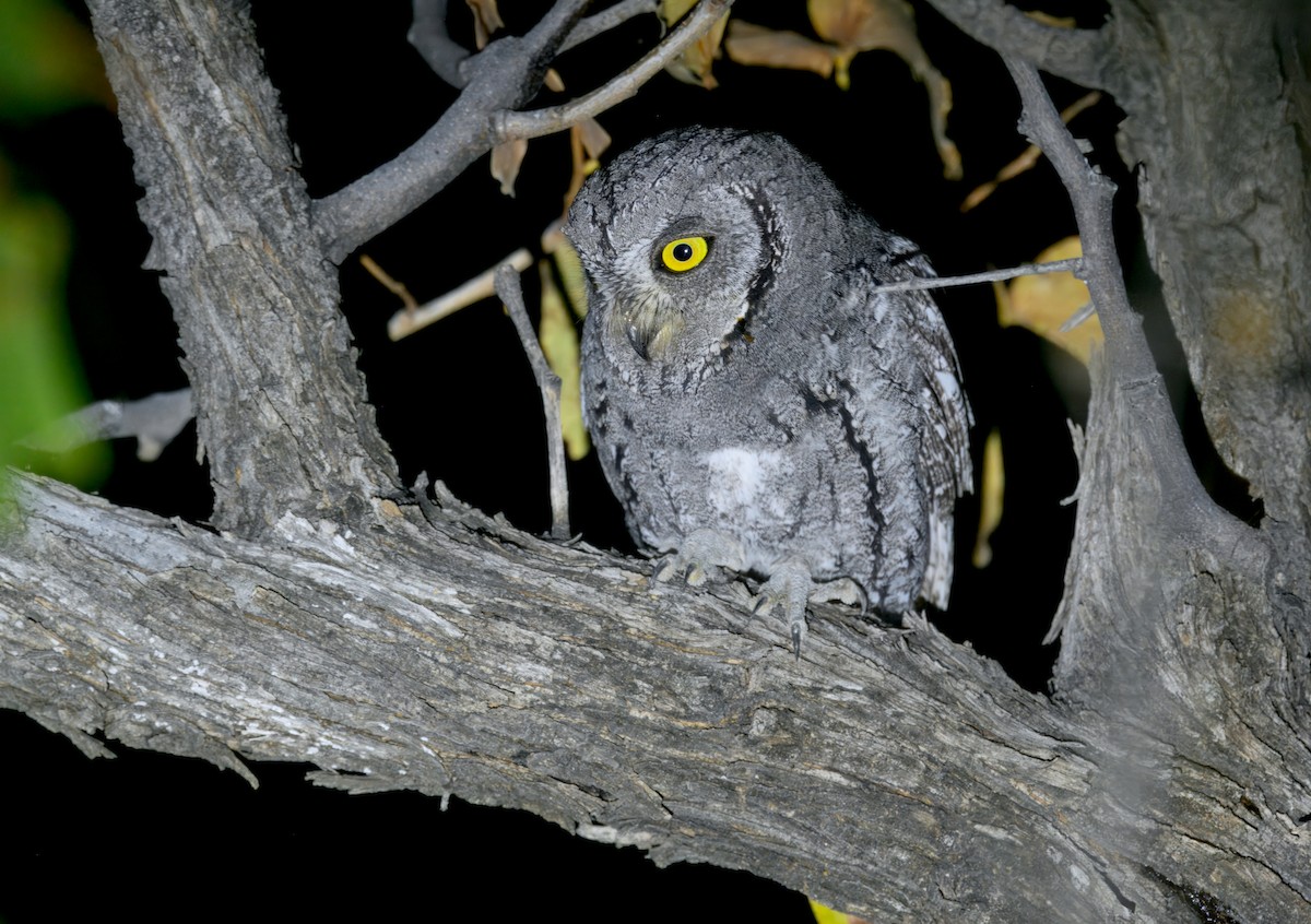 African Scops-Owl - ML646386177