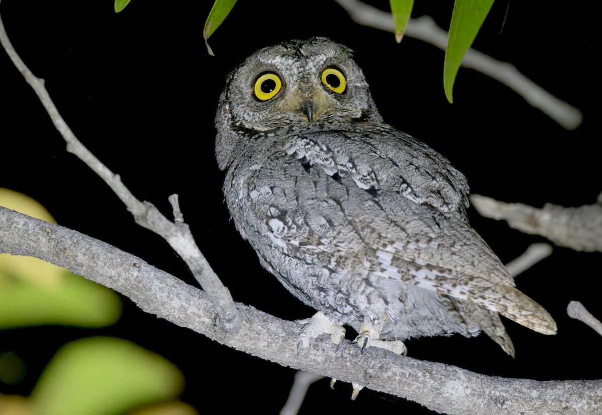 African Scops-Owl - ML646386178