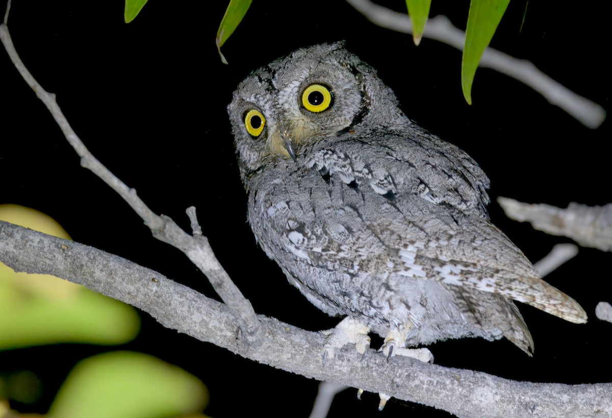 African Scops-Owl - ML646386179