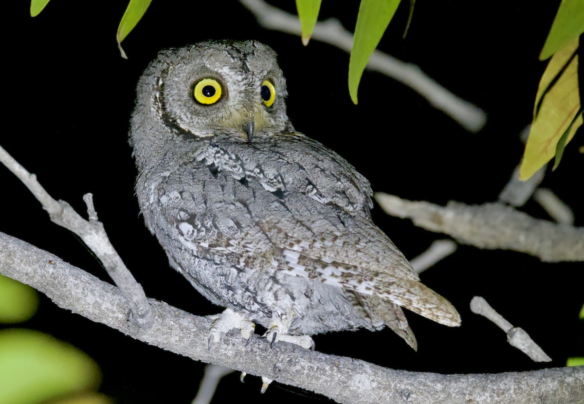 African Scops-Owl - ML646386180