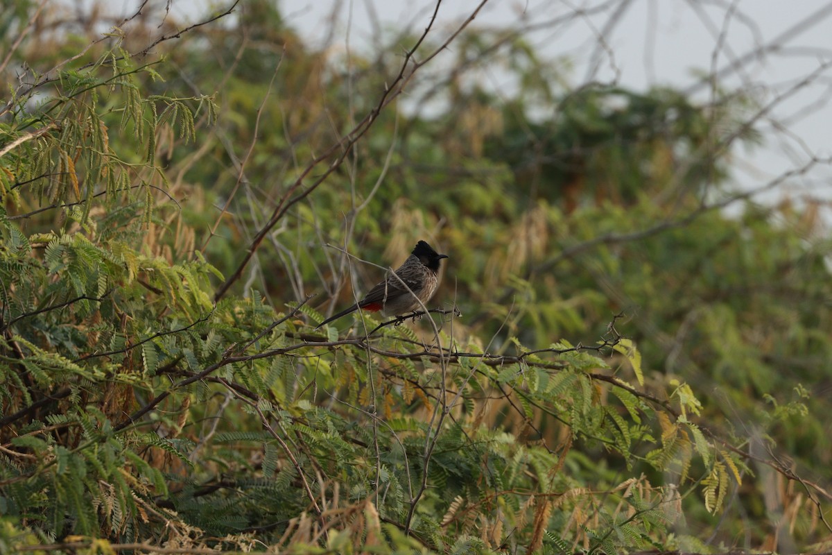 Red-vented Bulbul - ML646386183