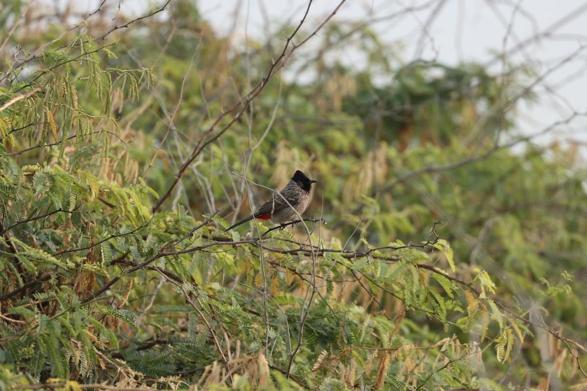 Red-vented Bulbul - ML646386184