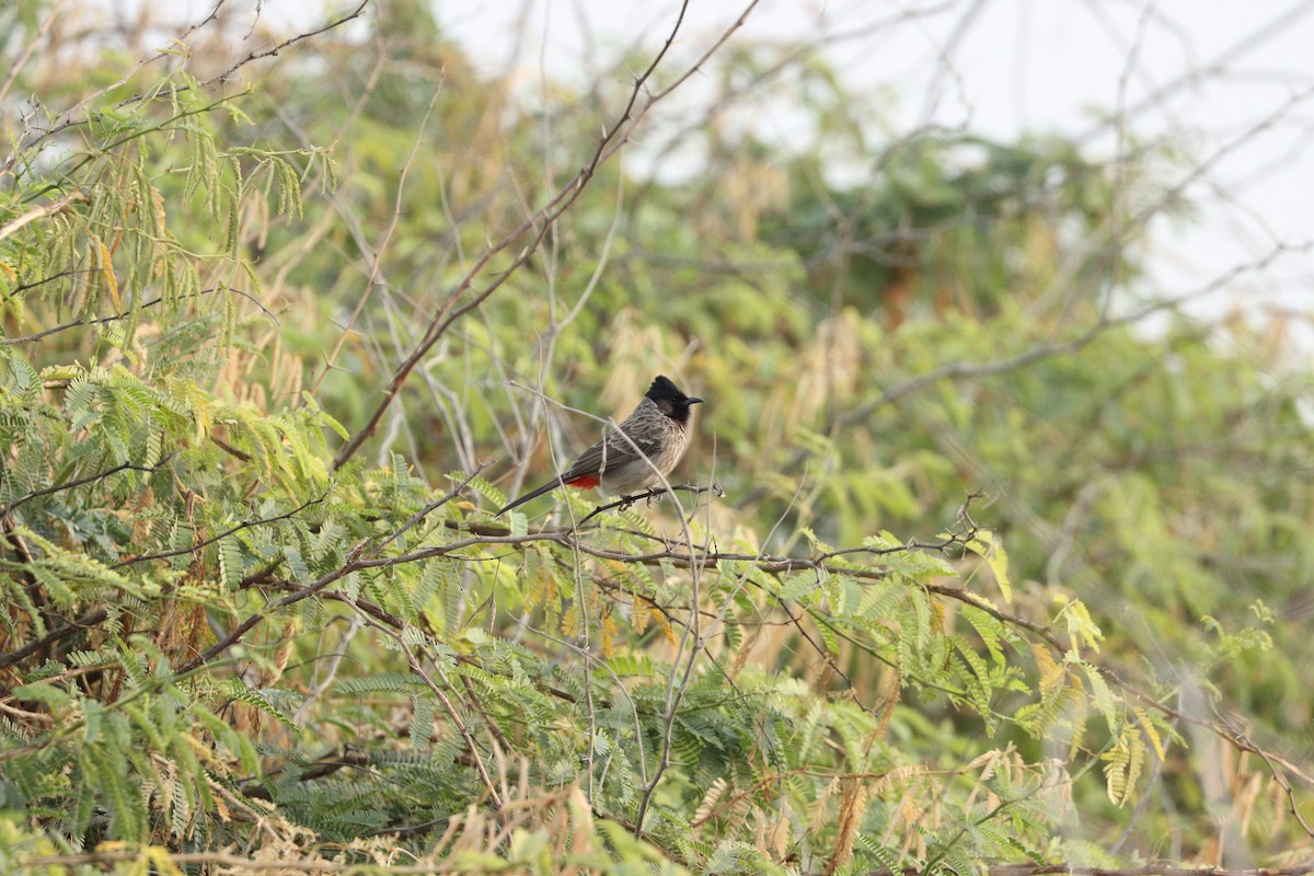 Red-vented Bulbul - ML646386185