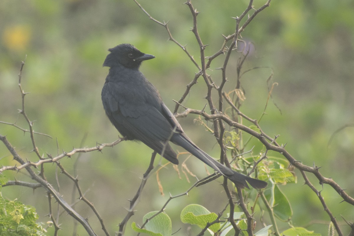 大卷尾 - ML646386186