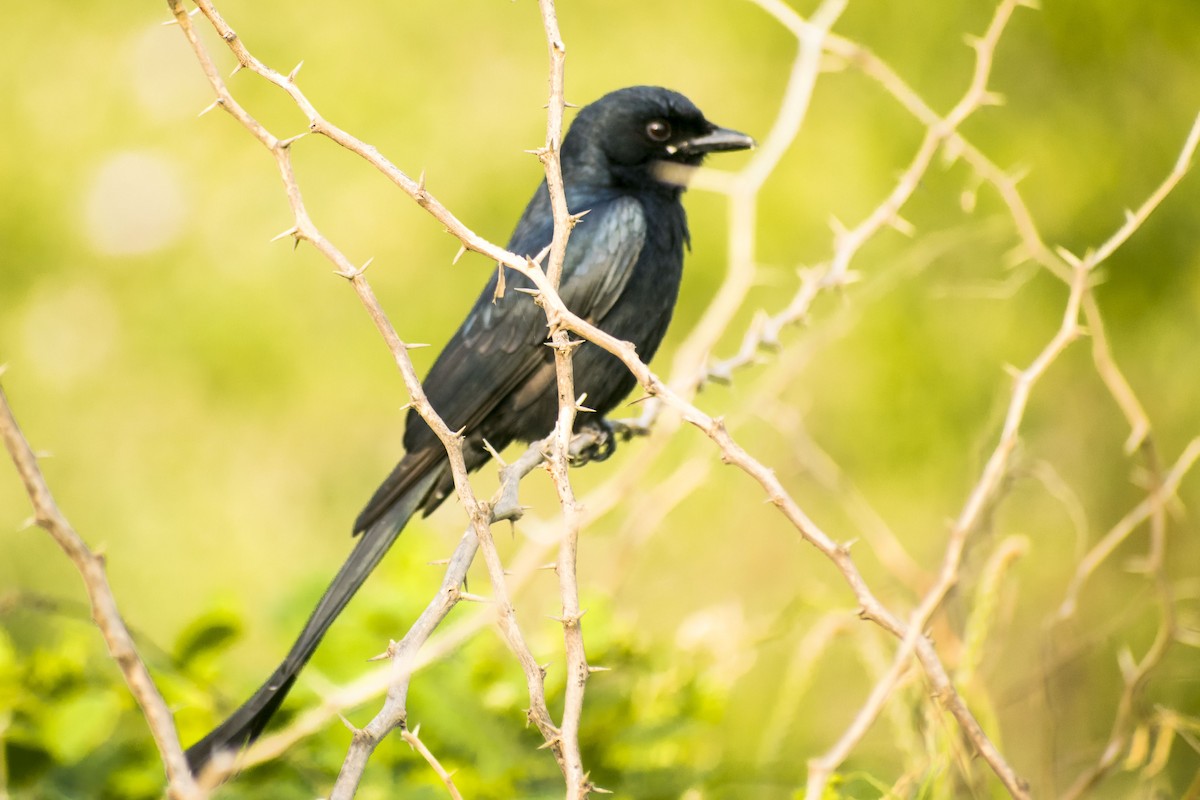 大卷尾 - ML646386187