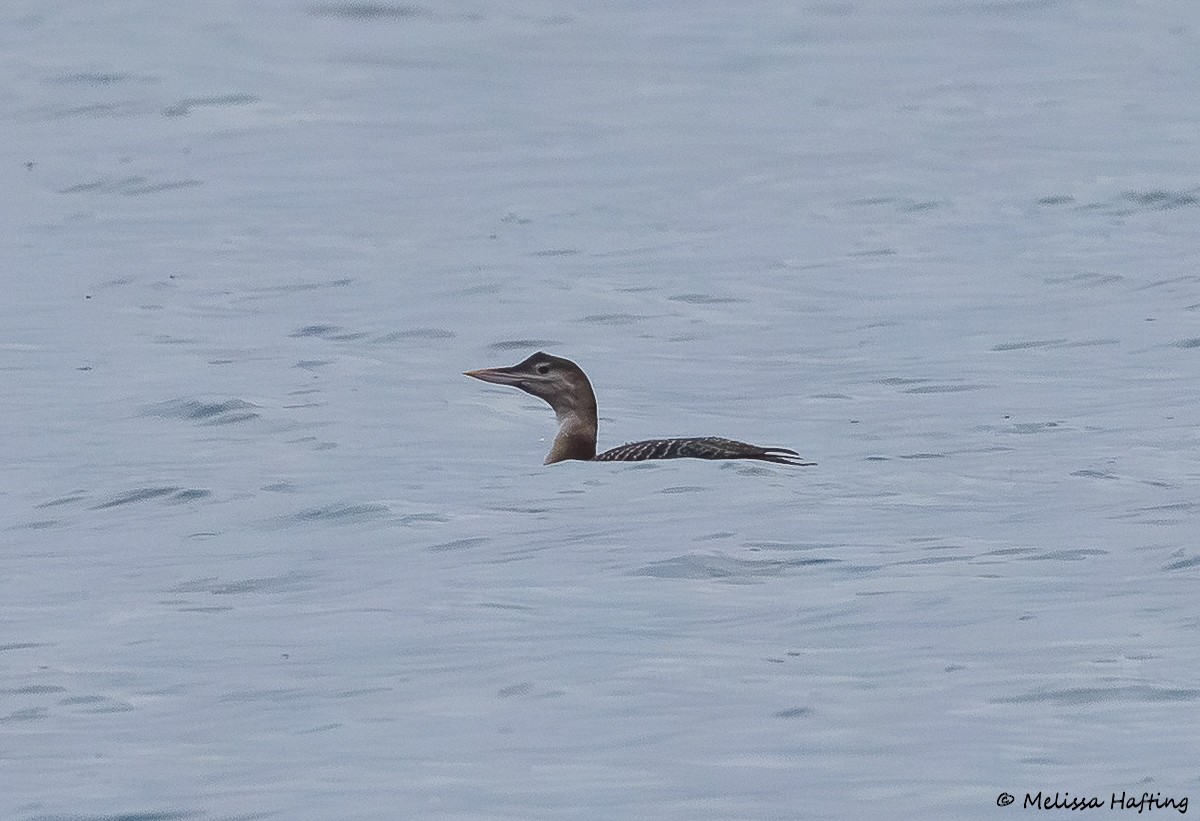 白嘴潛鳥 - ML646386188