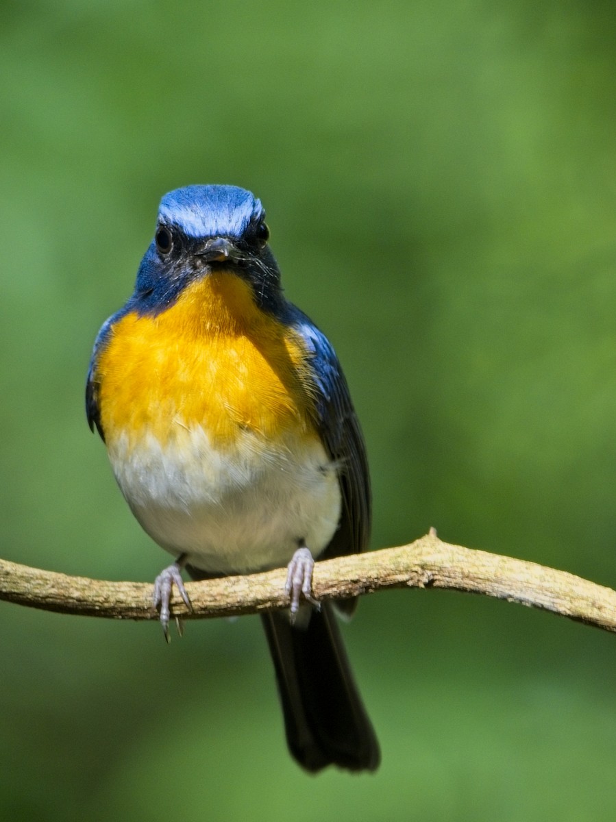 Indochinese Blue Flycatcher - ML646386189