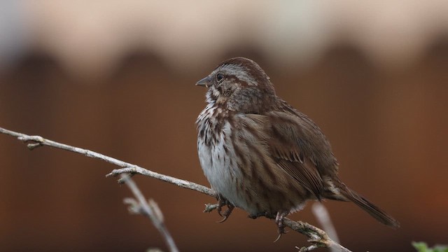 Ötücü Serçe - ML646386190