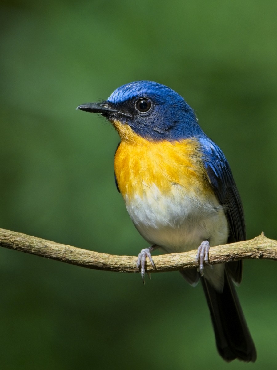 Indochinese Blue Flycatcher - ML646386191