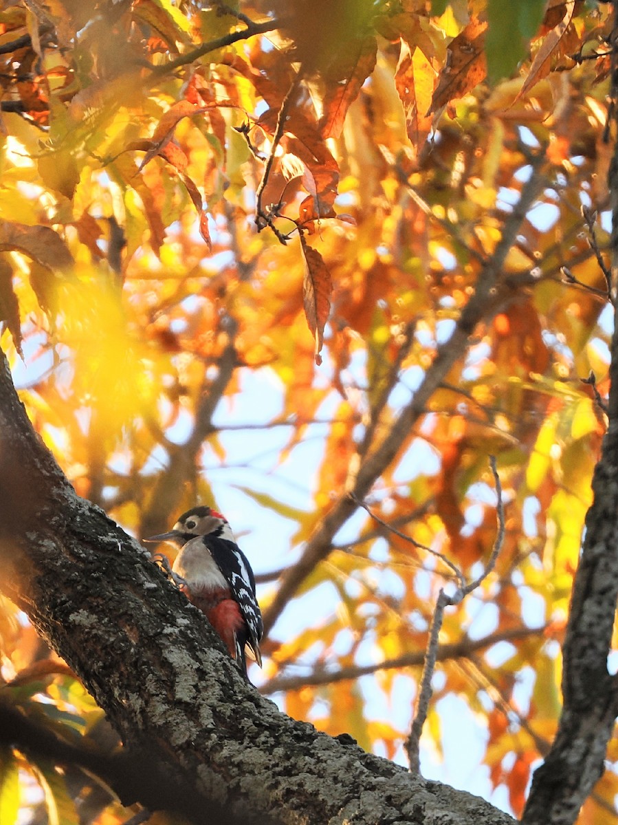 Great Spotted Woodpecker - ML646386192