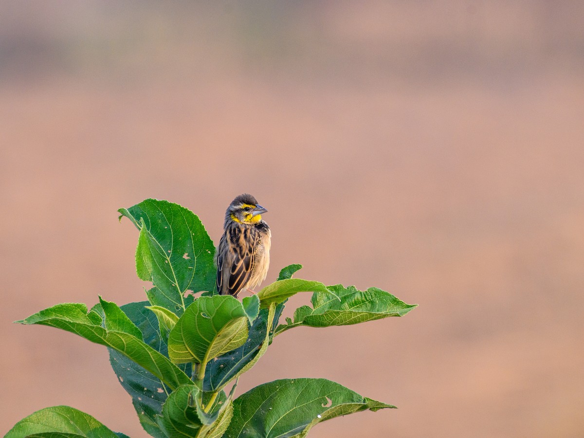 Black-breasted Weaver - ML646386194
