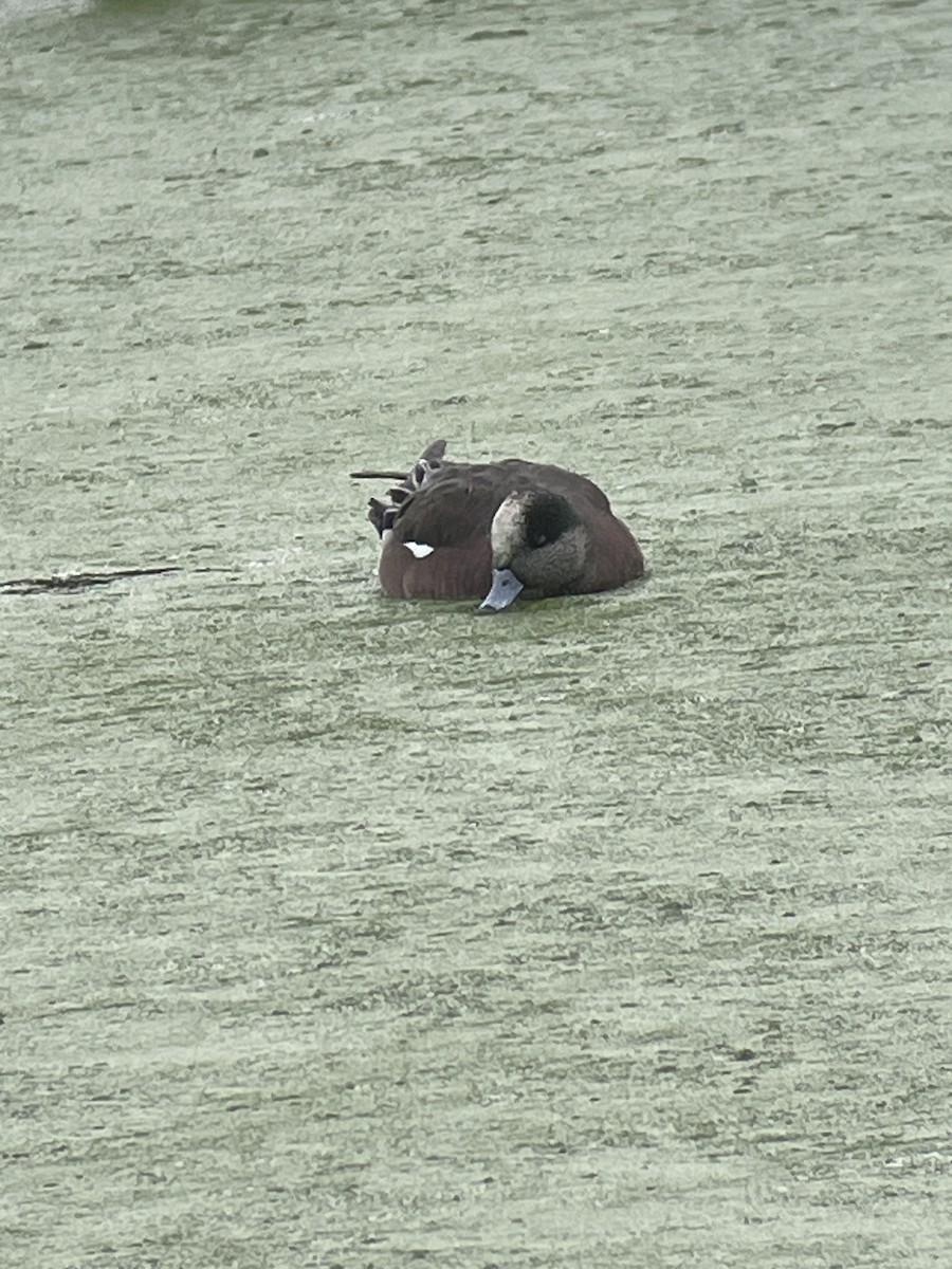 葡萄胸鴨 - ML646386195