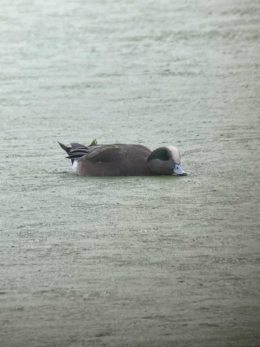 葡萄胸鴨 - ML646386197