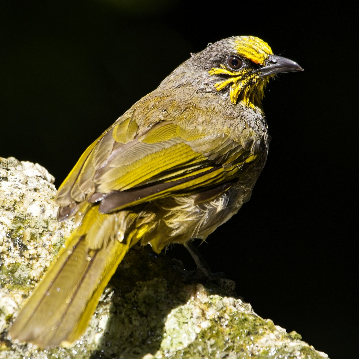 Stripe-throated Bulbul - ML646386198