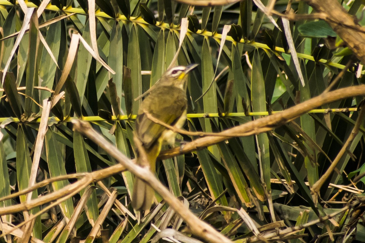 White-browed Bulbul - ML646386200
