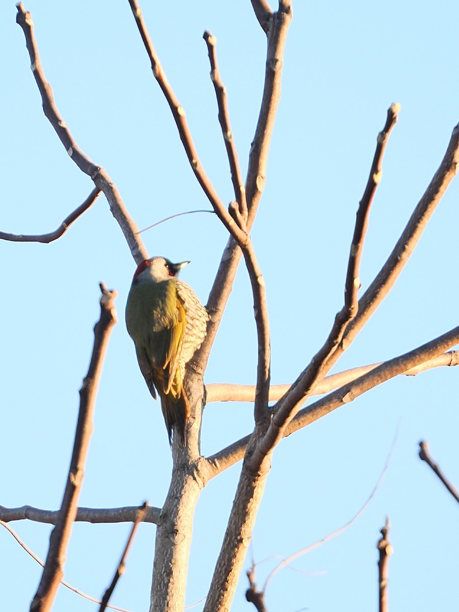 Japanese Woodpecker - ML646386201