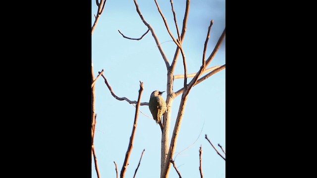 Japon Ağaçkakanı - ML646386202