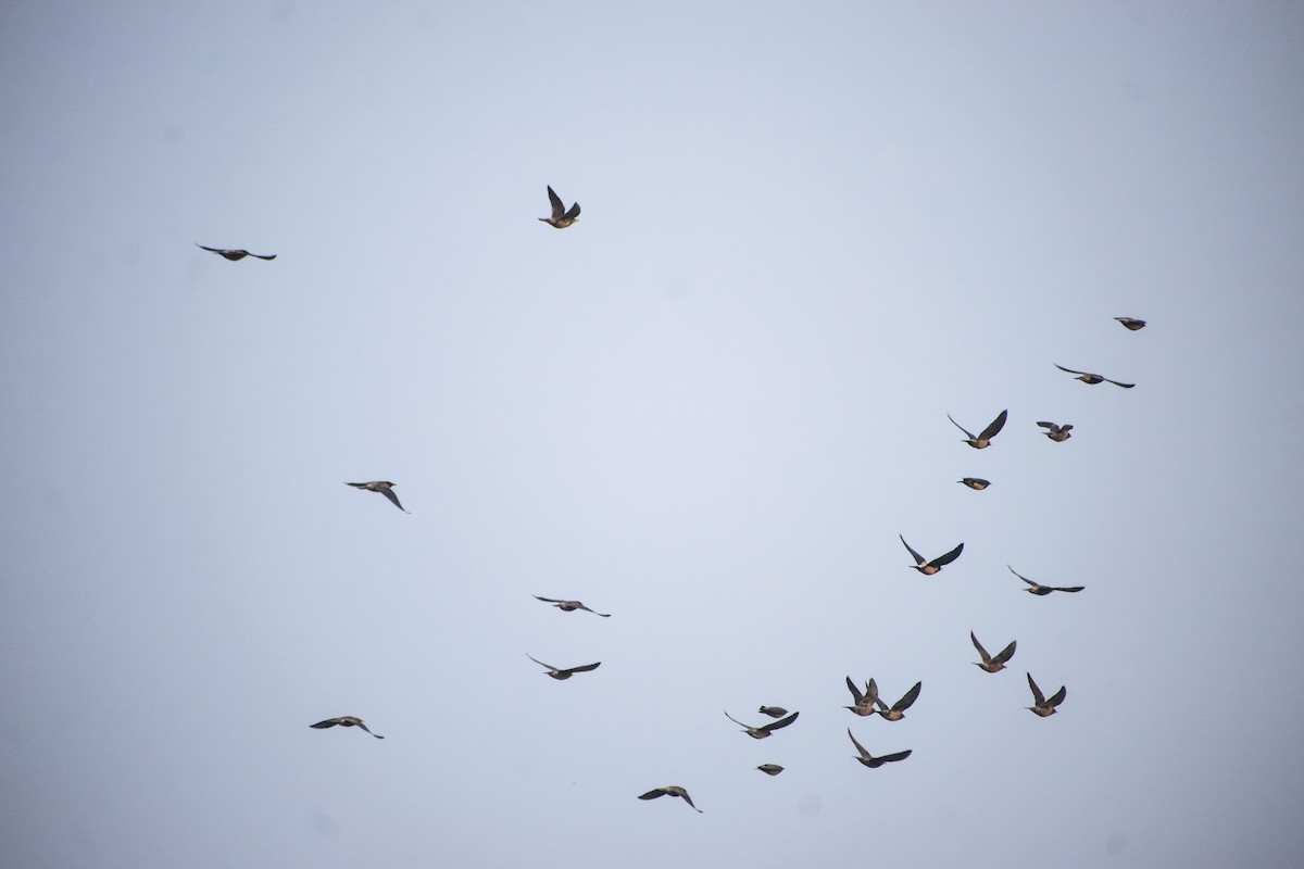 粉紅椋鳥 - ML646386203