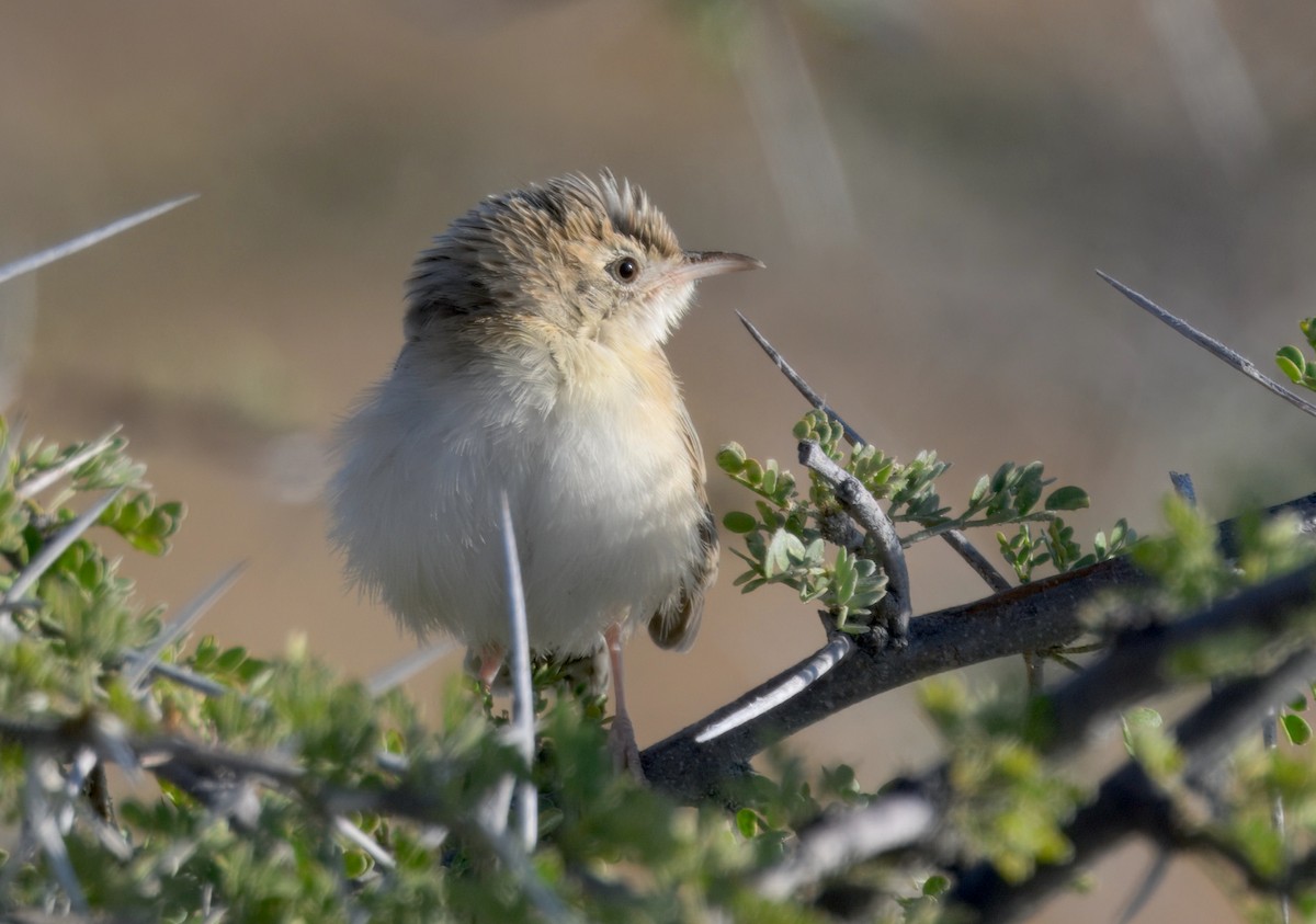 Desert Cisticola - ML646386205