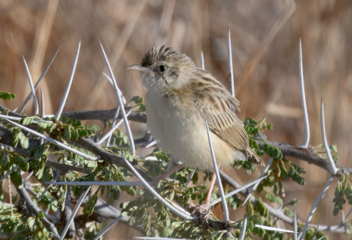 Rattling Cisticola - ML646386206