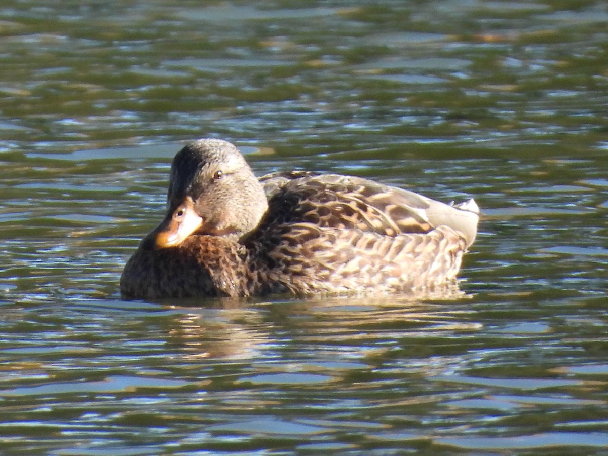 綠頭鴨 - ML646386207