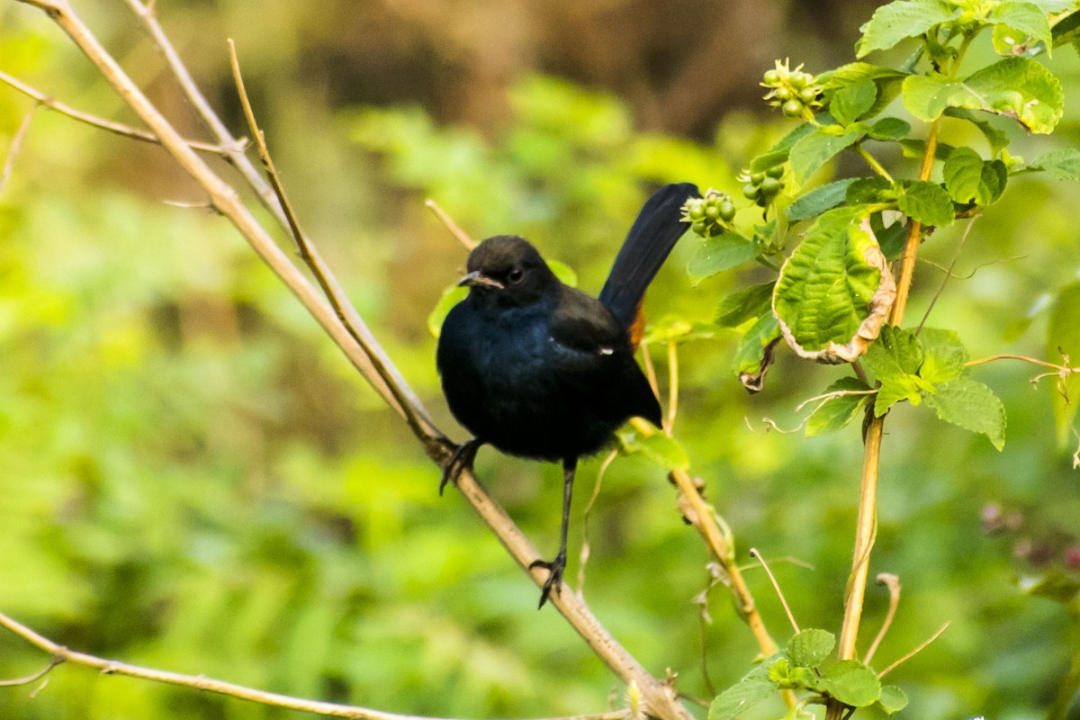 Indian Robin - ML646386208