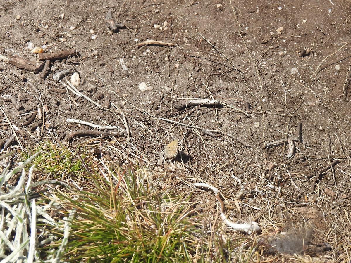 Mountain Blue - ML646386209