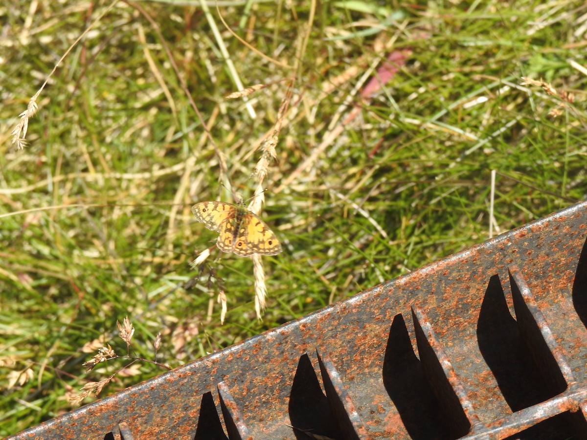 Silver Xenica - ML646386210