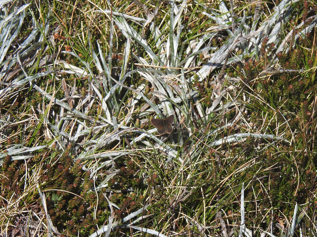 Mountain Blue - ML646386211