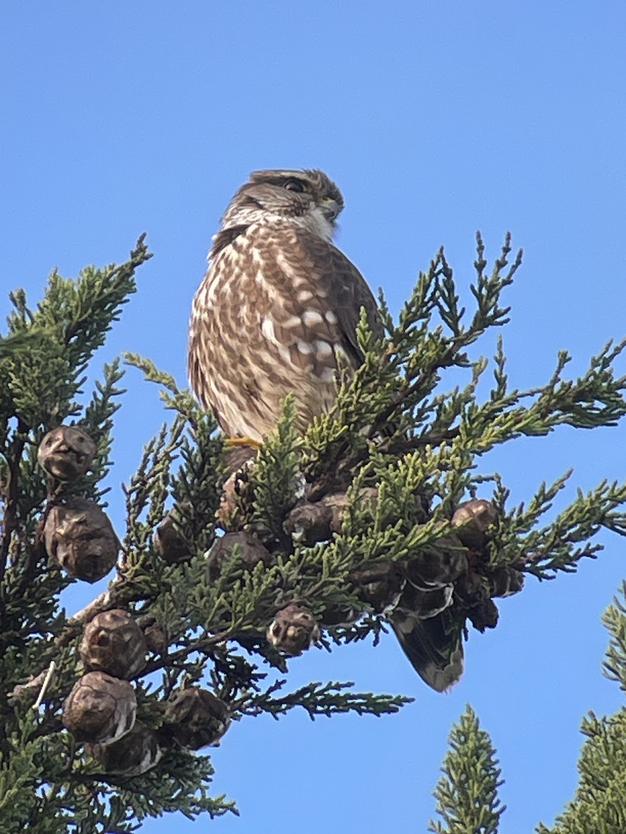 灰背隼 - ML646386212