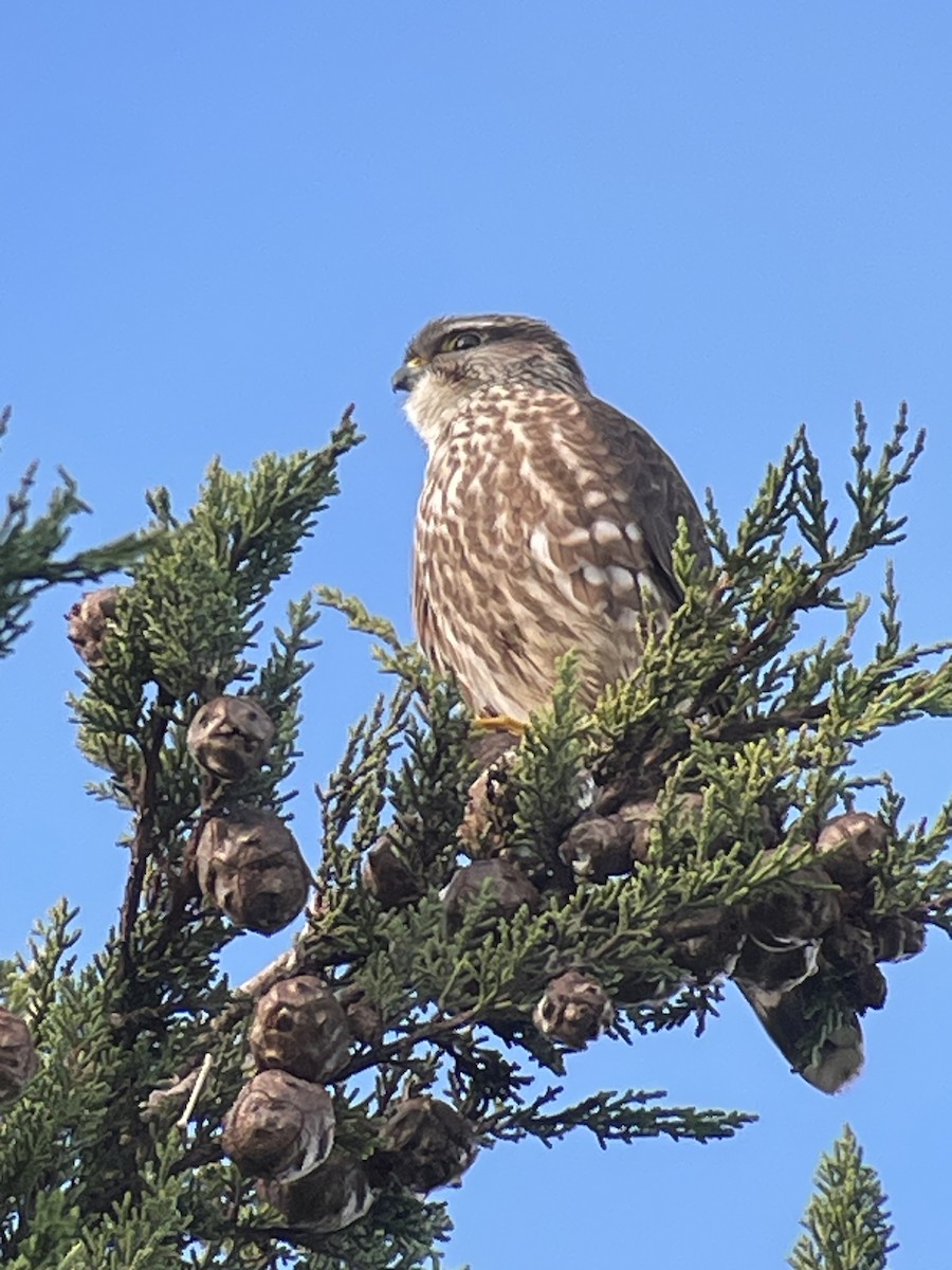 灰背隼 - ML646386213