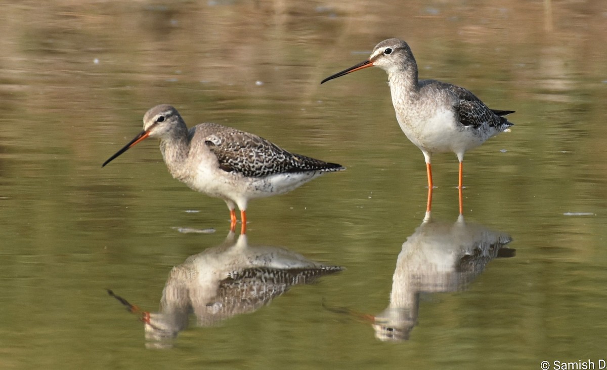 vodouš tmavý - ML646386214