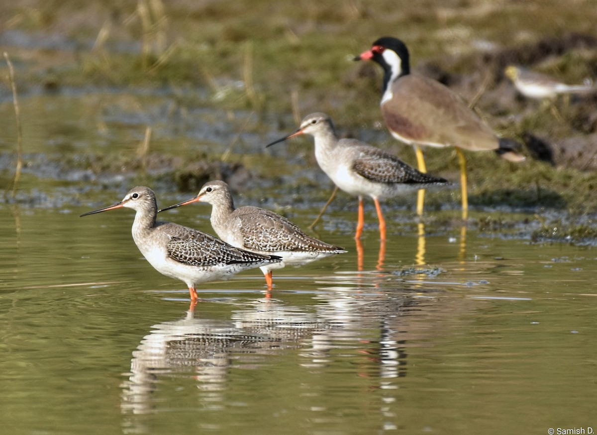 vodouš tmavý - ML646386215