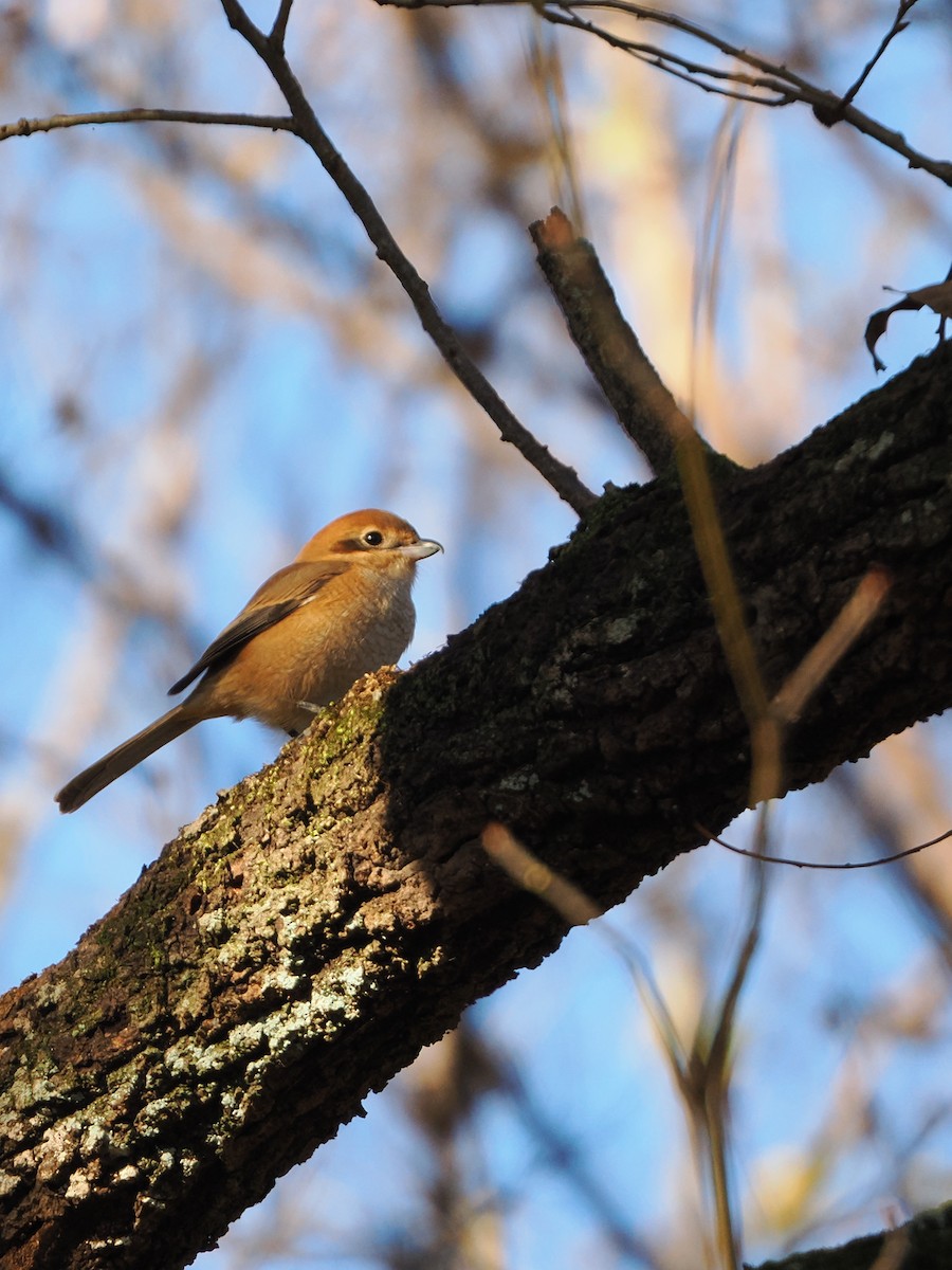 oksevarsler - ML646386222