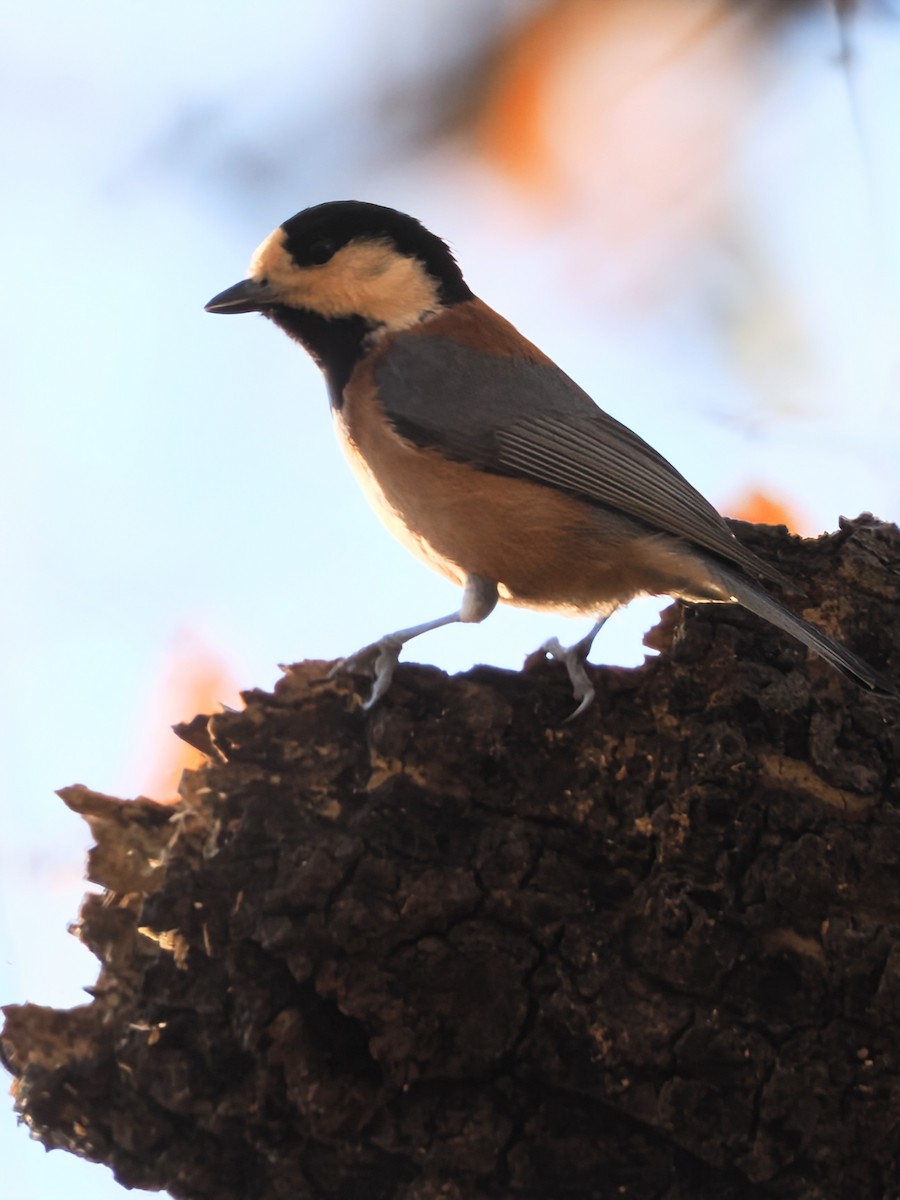 rødmeis - ML646386226