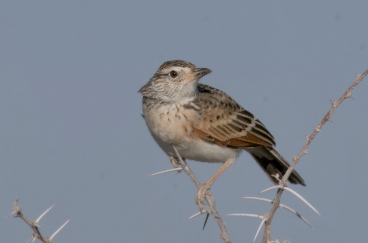 Rufous-naped Lark - ML646386229