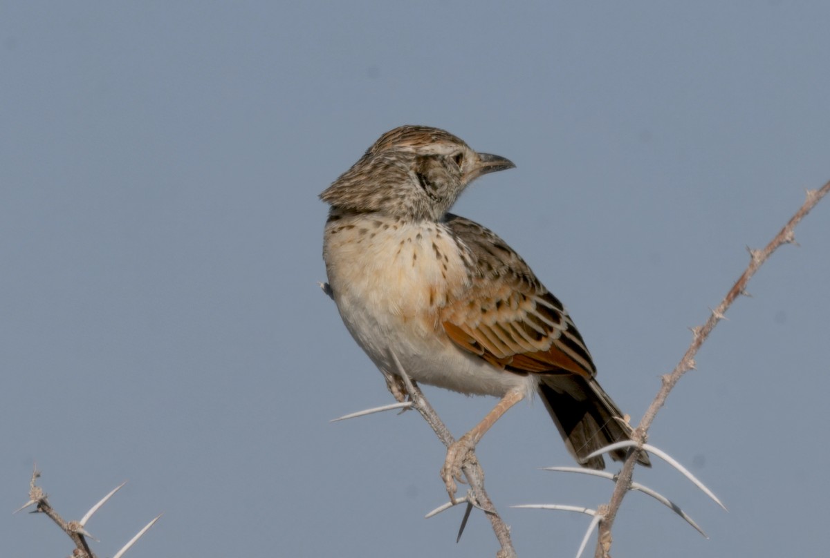 Rufous-naped Lark - ML646386230