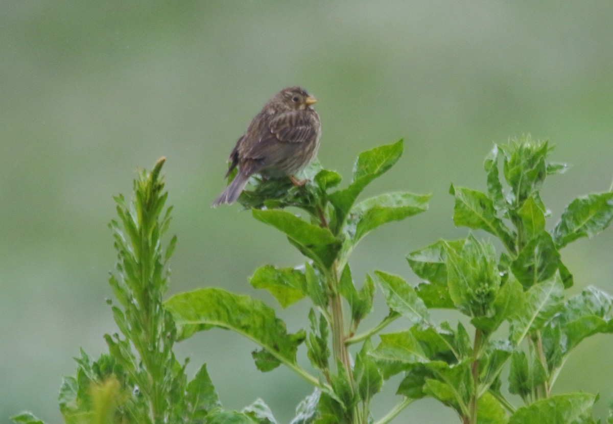Corn Bunting - ML646386232