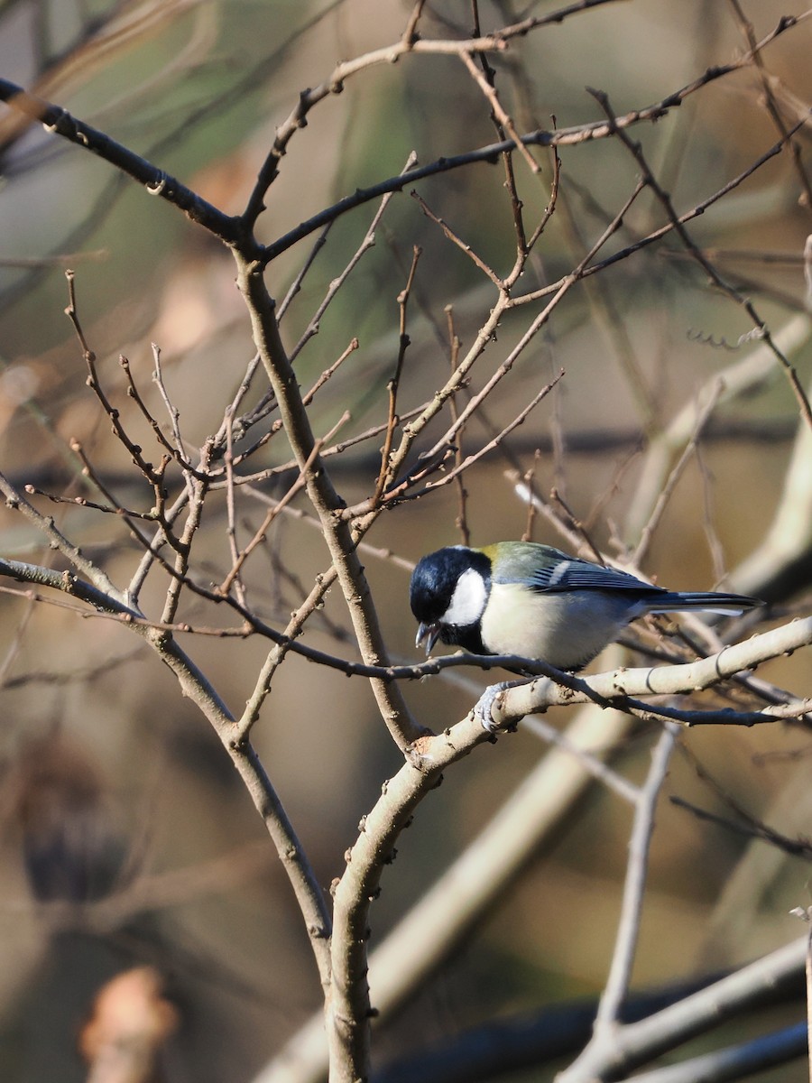 gråkjøttmeis - ML646386234