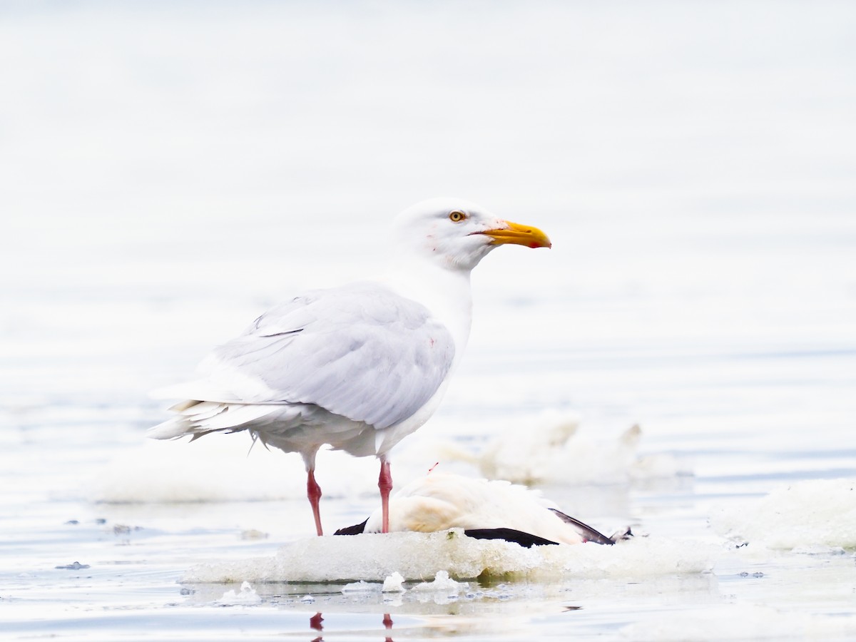 Glaucous Gull - ML646386235