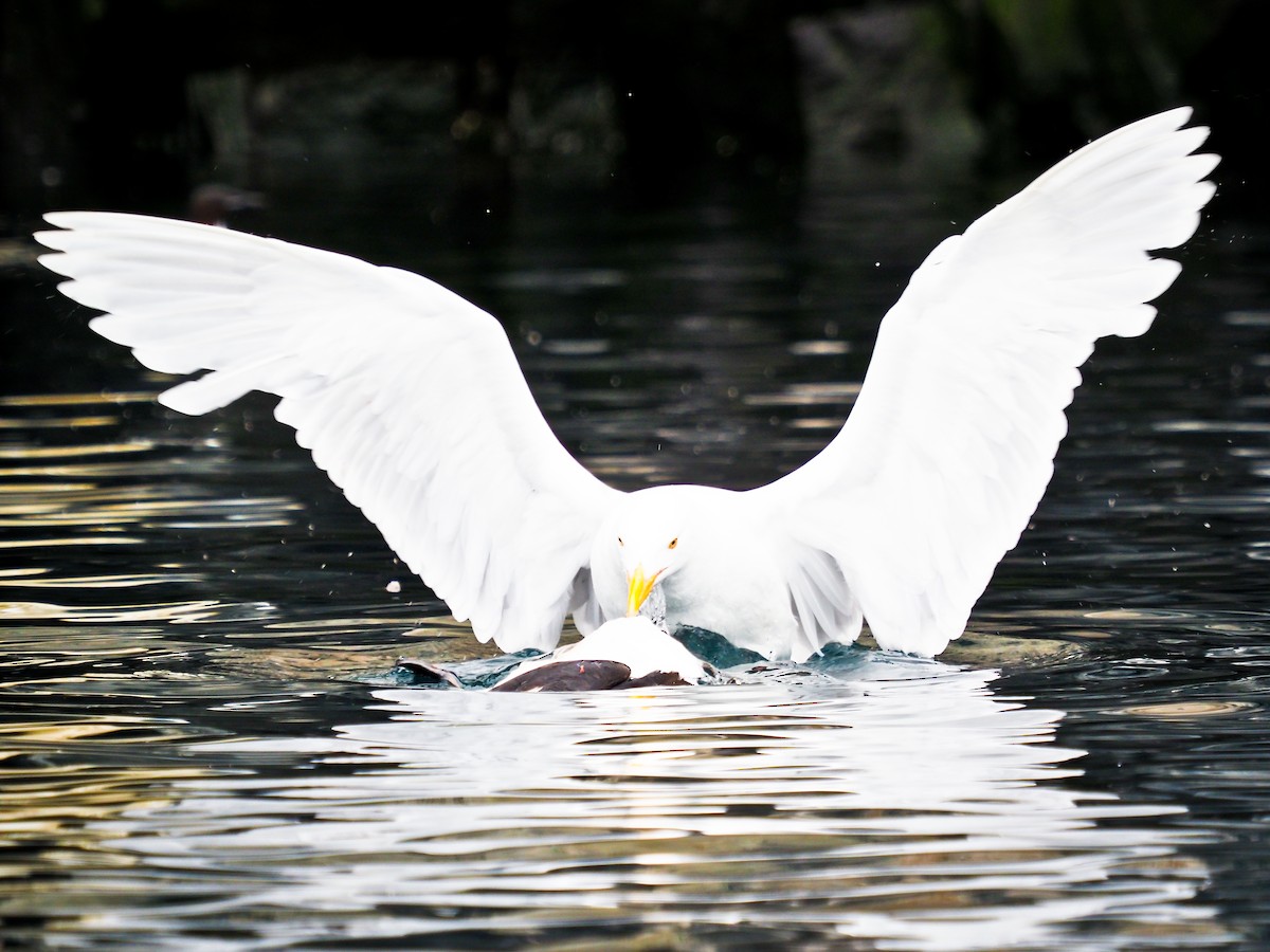 Glaucous Gull - ML646386236