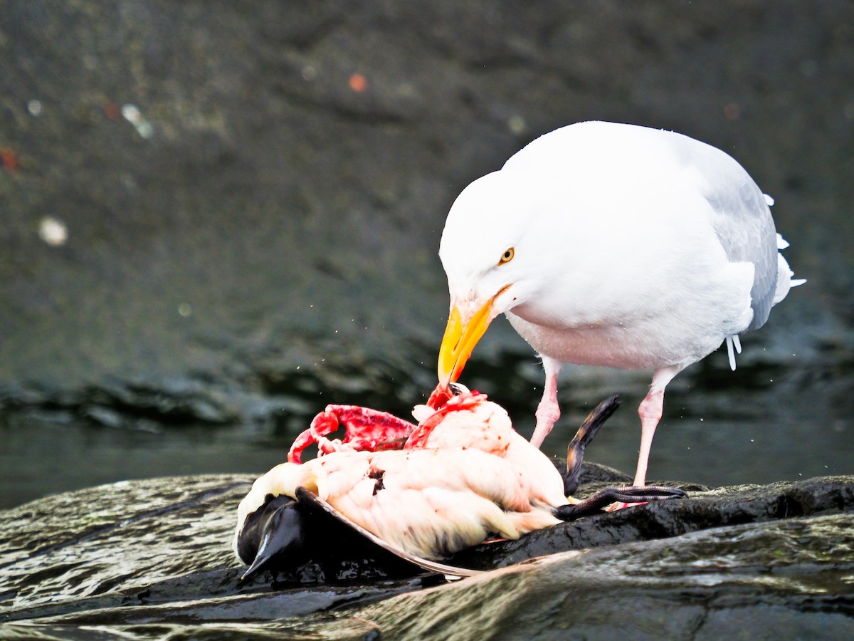 Glaucous Gull - ML646386237