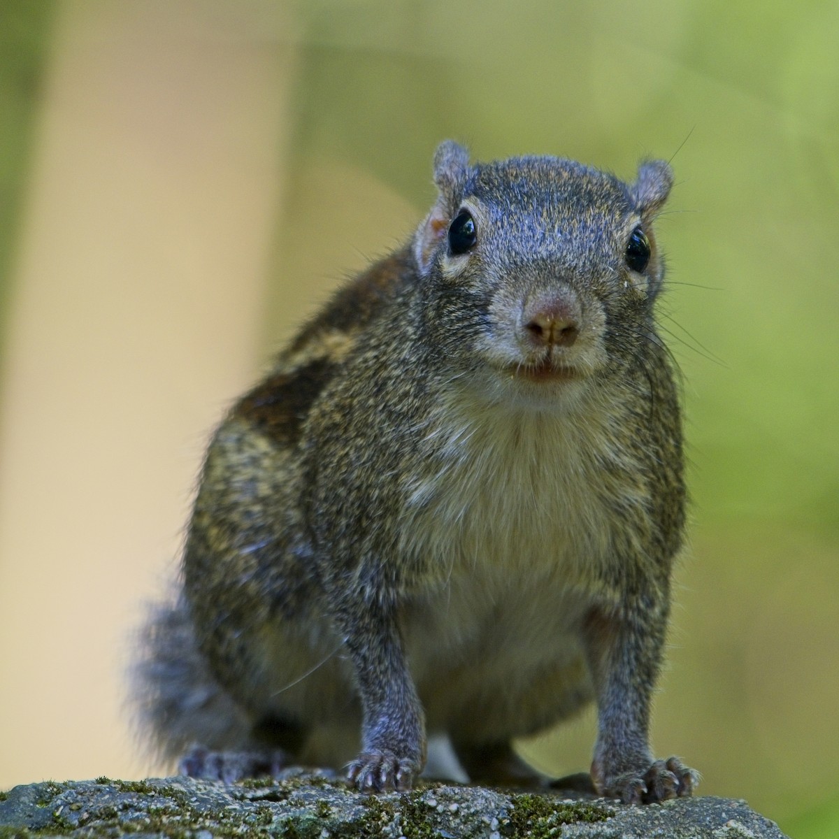 Animals - ML646386238