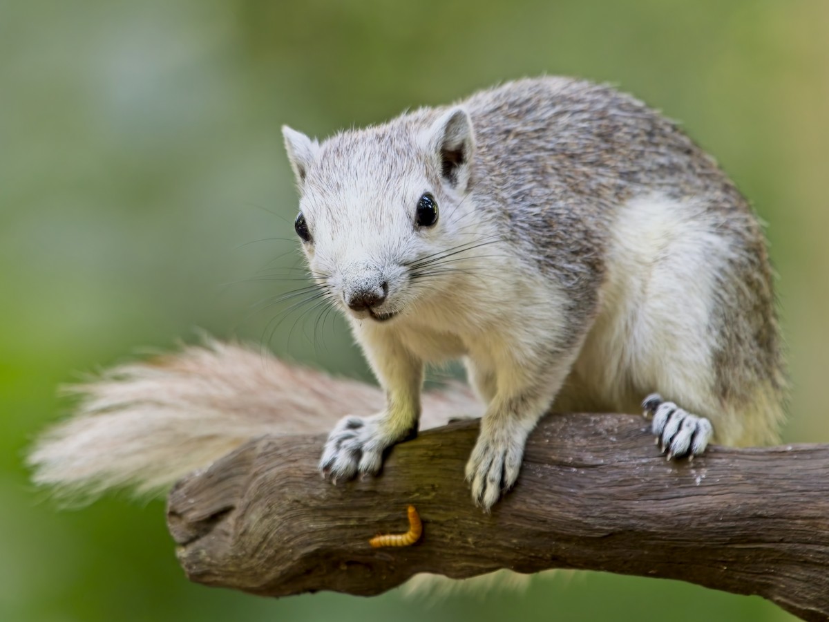 Animals - ML646386239