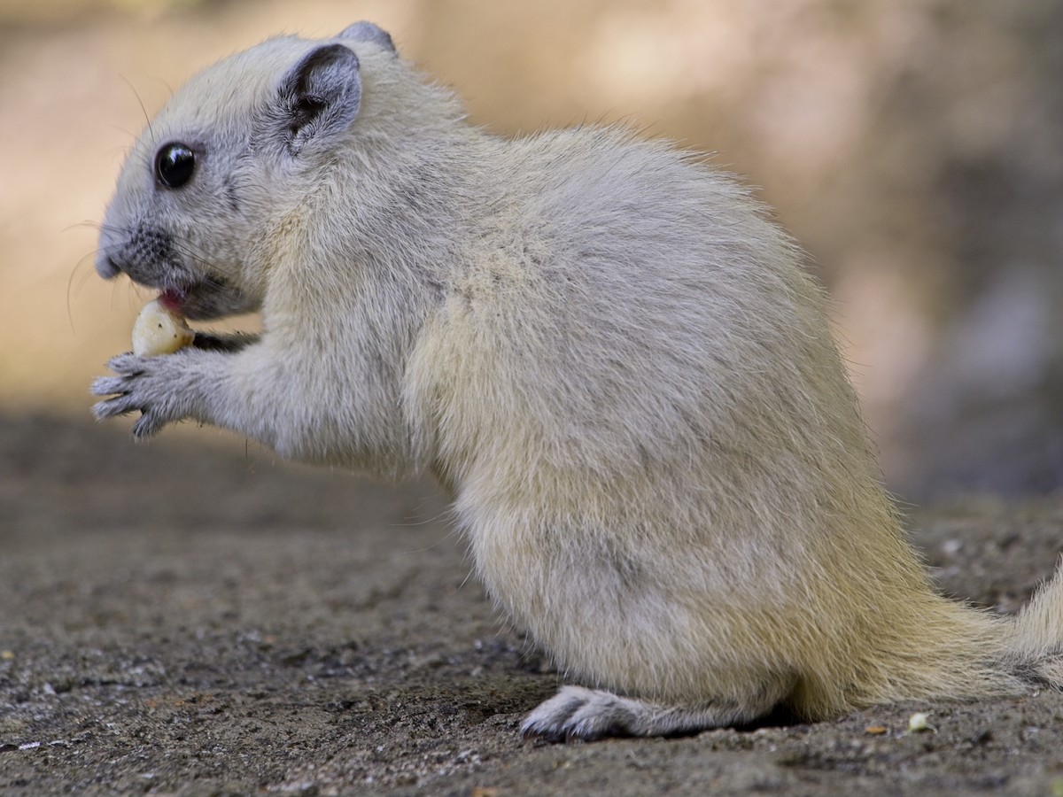 Animals - ML646386240