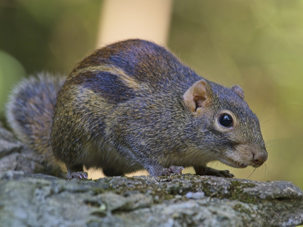 Animals - ML646386241