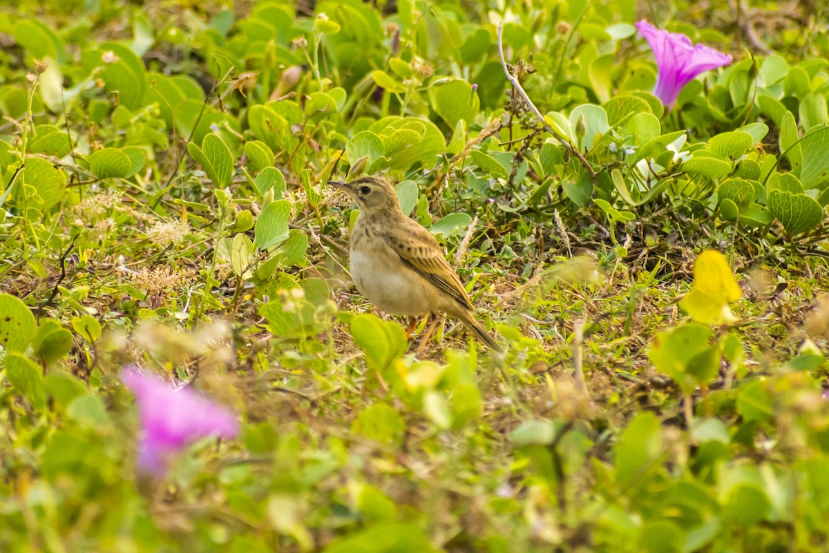 大花鷚/稻田鷚 - ML646386243