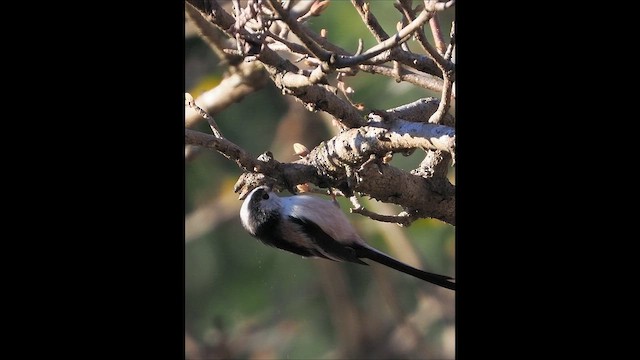 Uzun Kuyruklu Baştankara - ML646386244